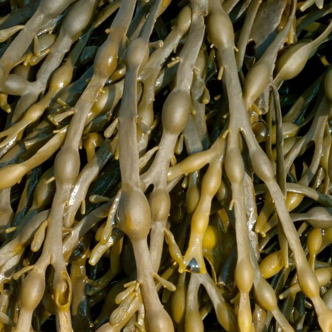 Brown Seaweed Seeds