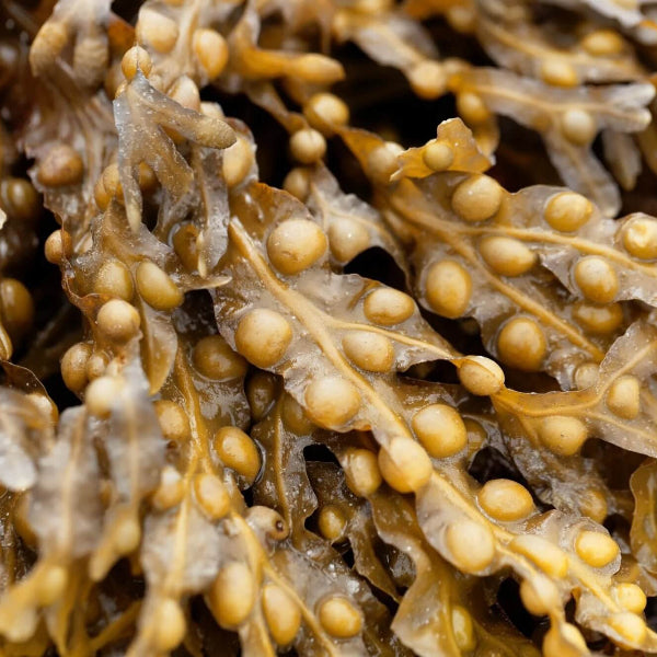 Brown Seaweed Seeds