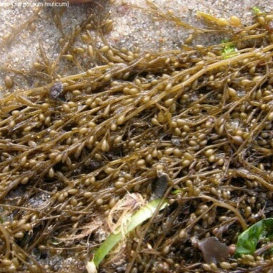 Brown Seaweed Seeds