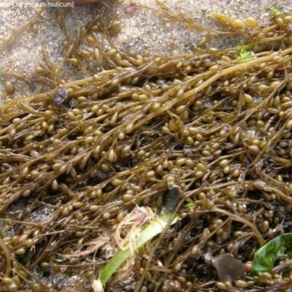 Brown Seaweed Seeds
