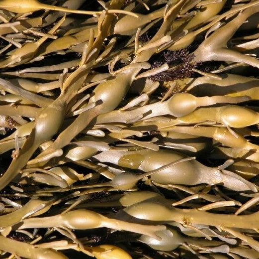 Brown Seaweed Seeds