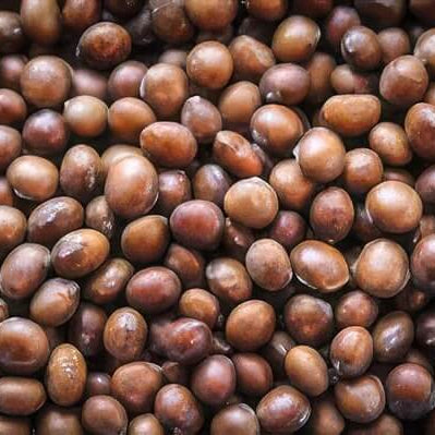 Brown Soybean Seeds