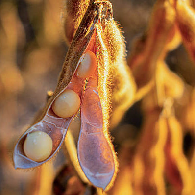 Brown Soybean Seeds