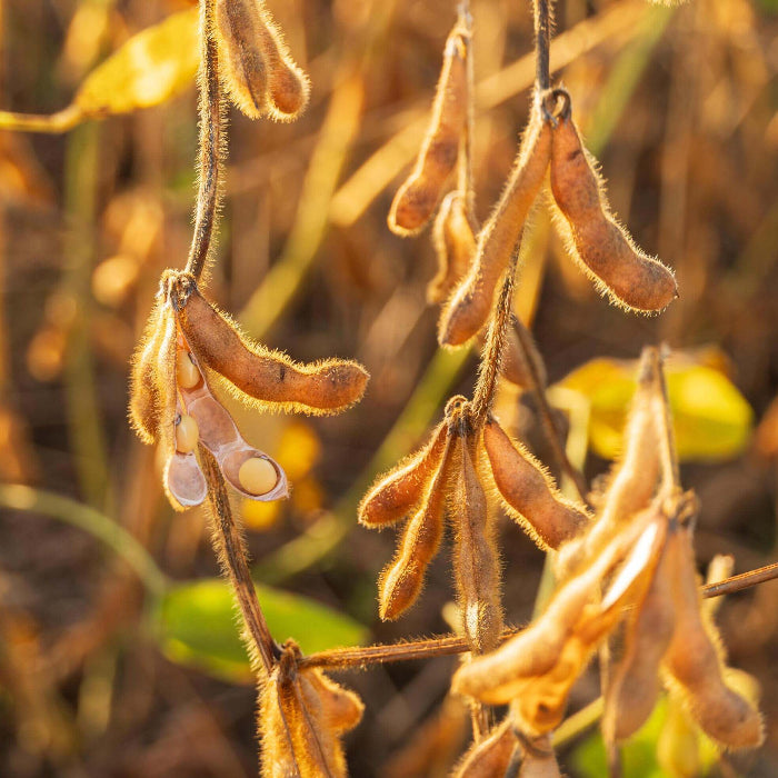 Brown Soybean Seeds