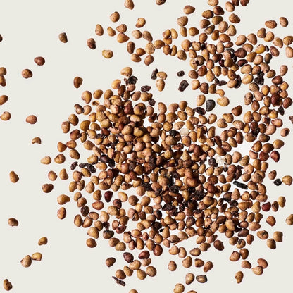 Brown Strawberry Seeds