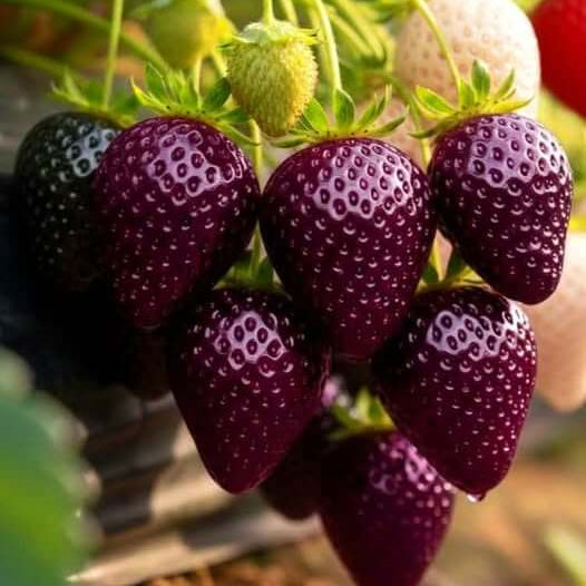Brown Strawberry Seeds