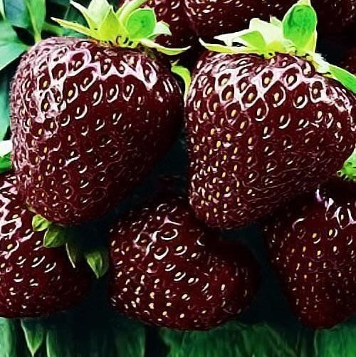 Brown Strawberry Seeds