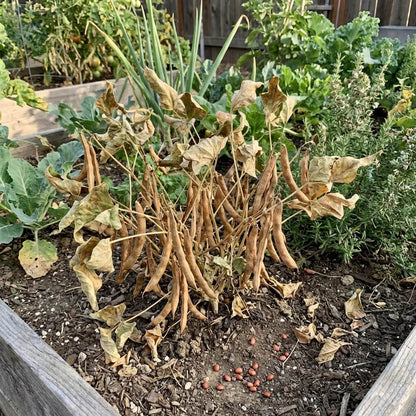 Brown Tepary Bean Seeds 