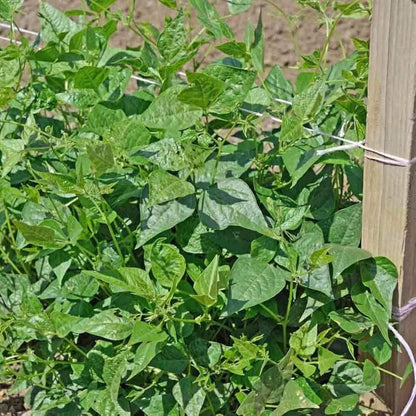 Brown Tepary Bean Seeds 