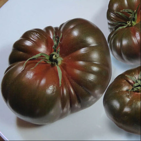 Brown Tomato Seeds