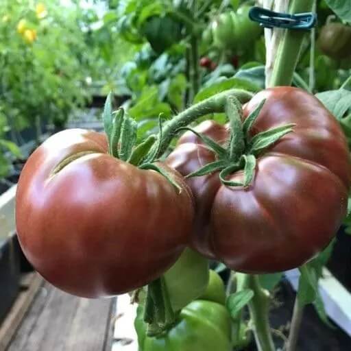 Brown Tomato Seeds