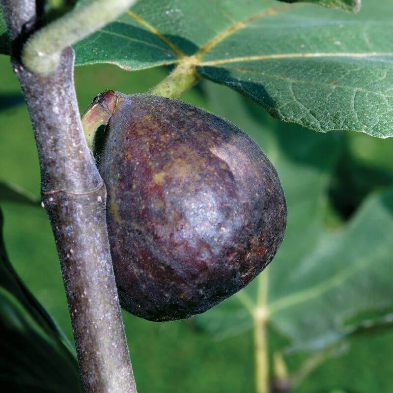 Brown Turkey Fig Seeds 