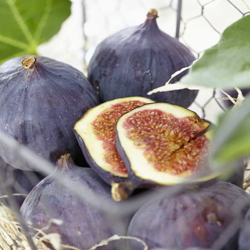 Brown Turkey Fig Seeds 