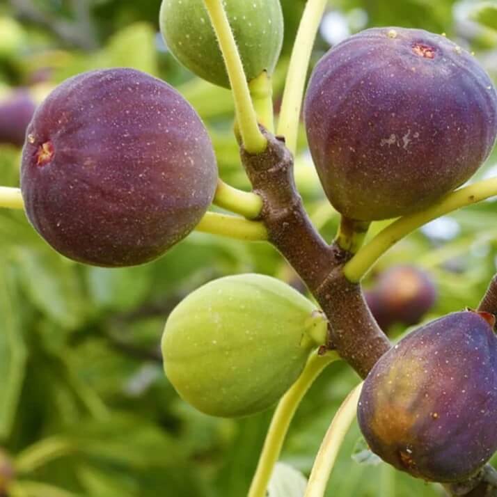 Brown Turkey Fig Seeds 
