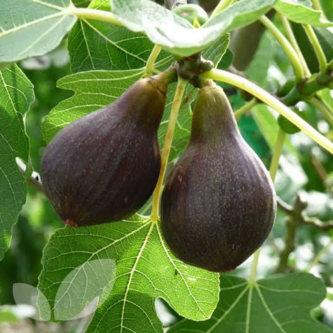 Brown Turkey Fig Seeds 