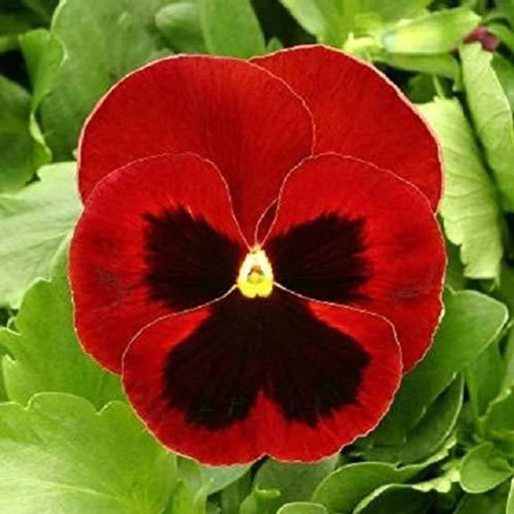 Brown Violet Pansy Seeds - Flower Plant for Home Gardens