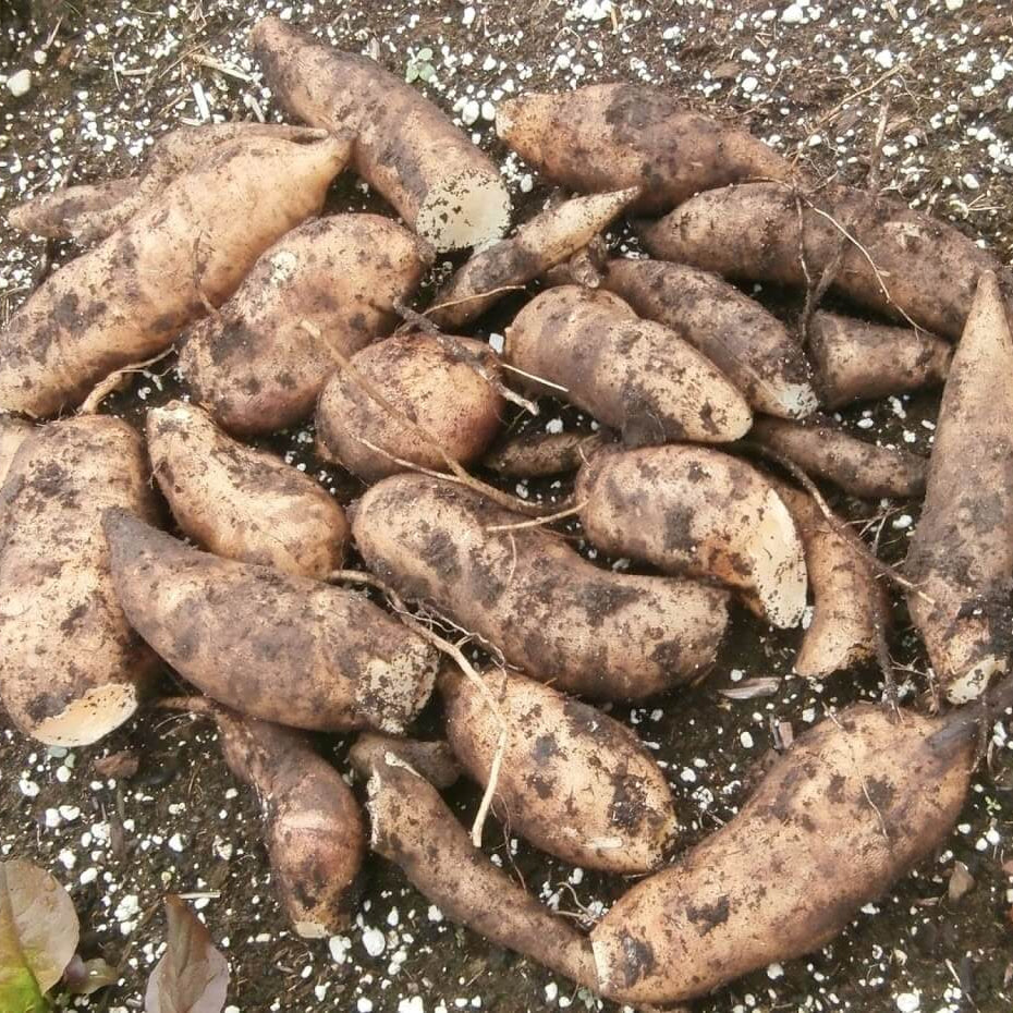 Brown Yacon Seeds