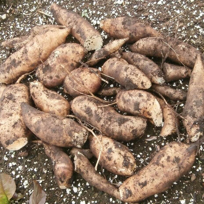Brown Yacon Seeds
