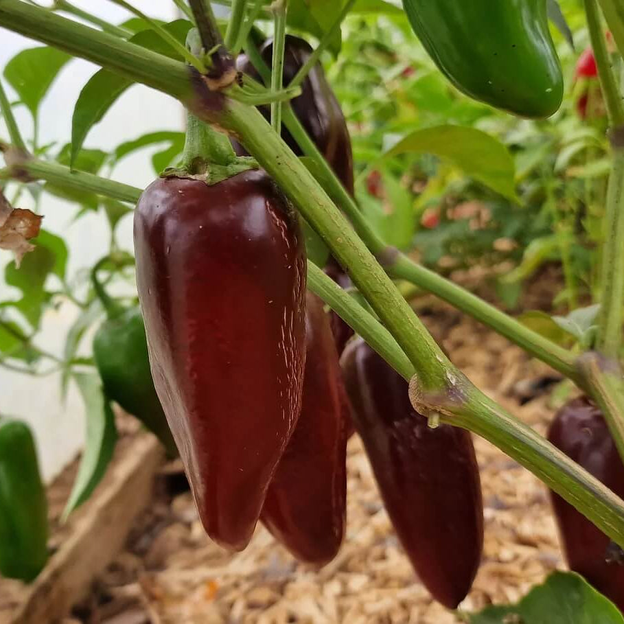 Brown jalapeno seeds - Vegetable Plant