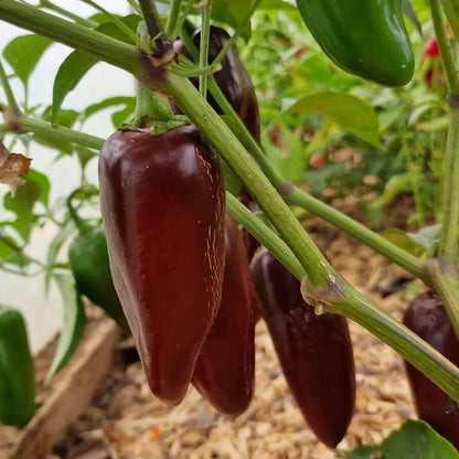 Brown jalapeno seeds - Vegetable Plant