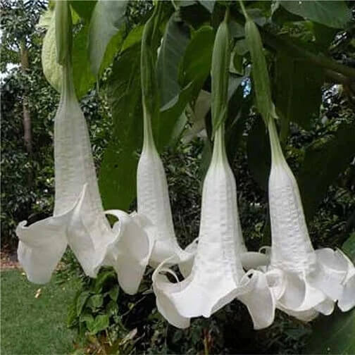 Brugmansia Suaveolens Seeds 