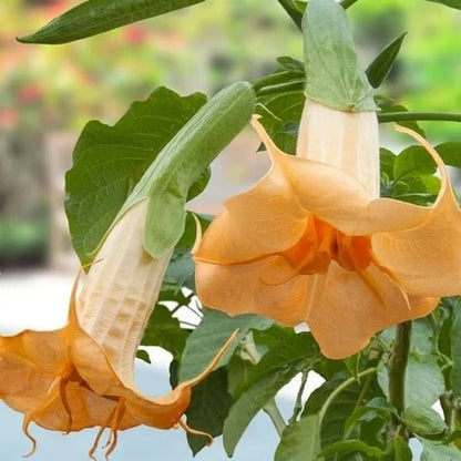 Brugmansia Suaveolens Seeds 