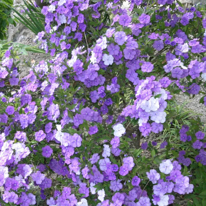 Brunfelsia Pauciflora Seeds 