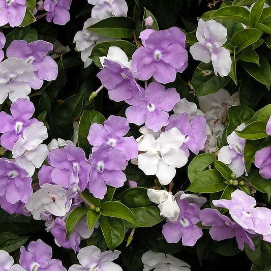 Brunfelsia Pauciflora Seeds 