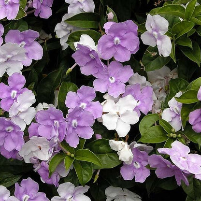 Brunfelsia Pauciflora Seeds 