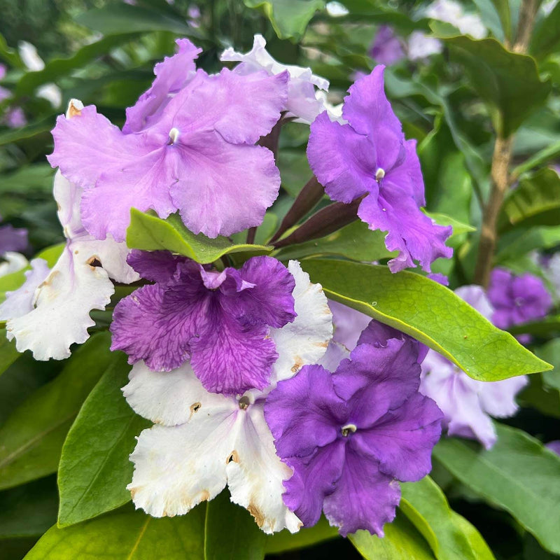 Brunfelsia Pauciflora Seeds 