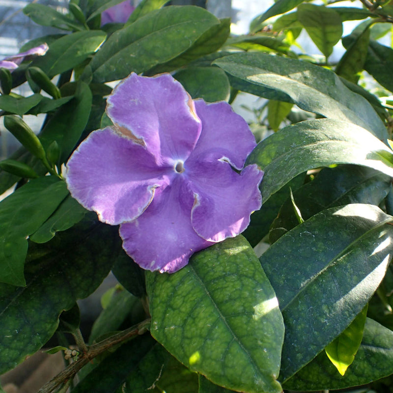 Brunfelsia Pauciflora Seeds 