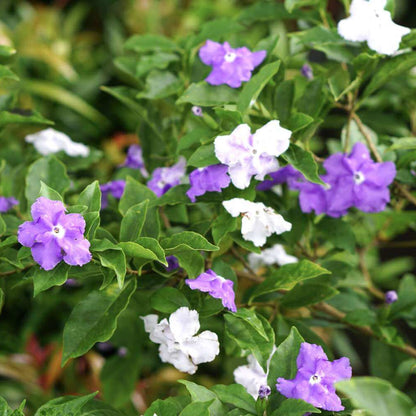 Brunfelsia Pauciflora Seeds 