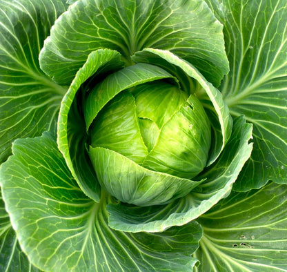 Brunswick cabbage seeds - Vegetable Plant