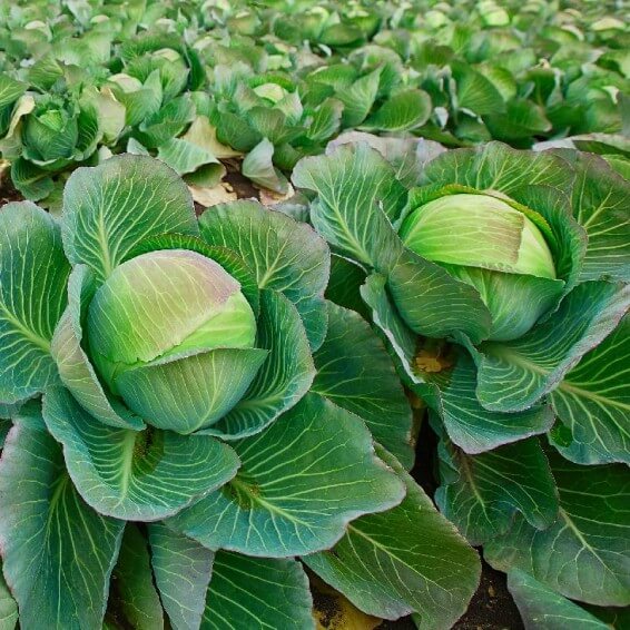 Brunswick cabbage seeds - Vegetable Plant