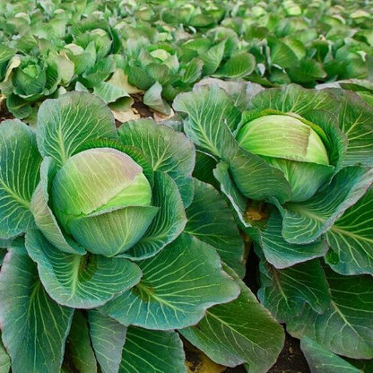 Brunswick cabbage seeds - Vegetable Plant