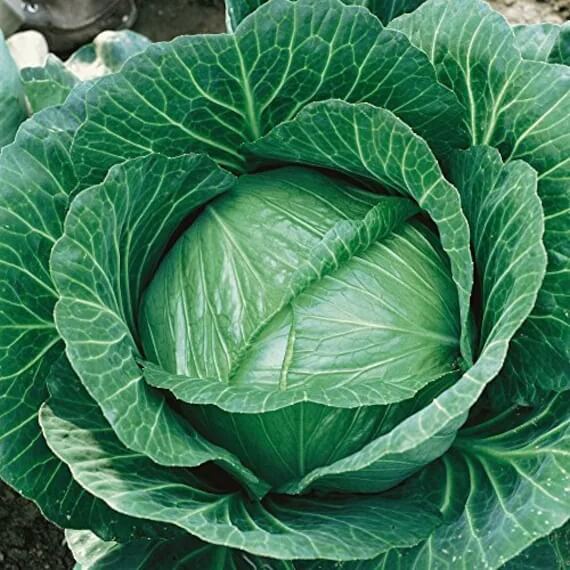 Brunswick cabbage seeds - Vegetable Plant