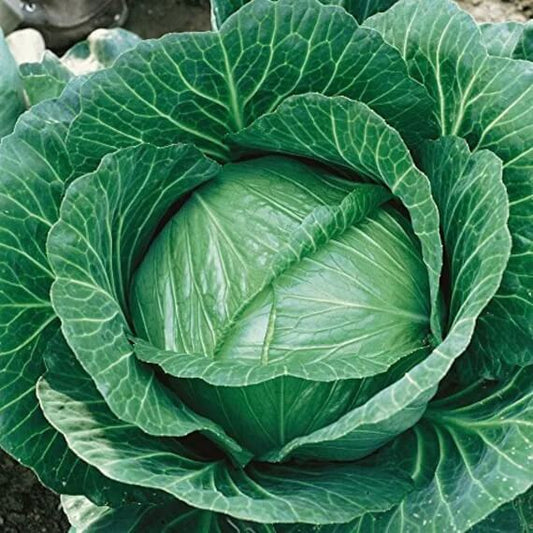 Brunswick cabbage seeds - Vegetable Plant