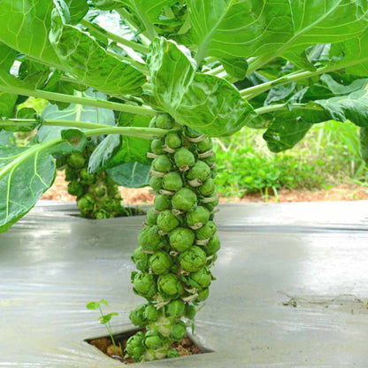 Brussel Sprout Seeds - Vegetable Plant