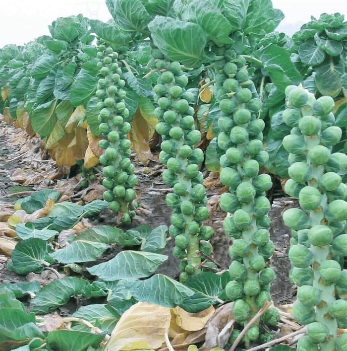 Brussel Sprout Seeds - Vegetable Plant