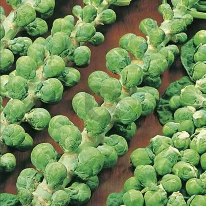 Brussel Sprout Seeds - Vegetable Plant