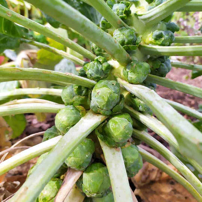 Brussels Sprouts Seeds