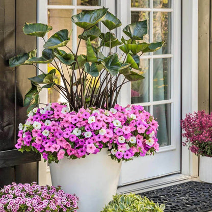 Bubblegum Petunias Seeds - Heirloom Flower Plant for Home Gardens