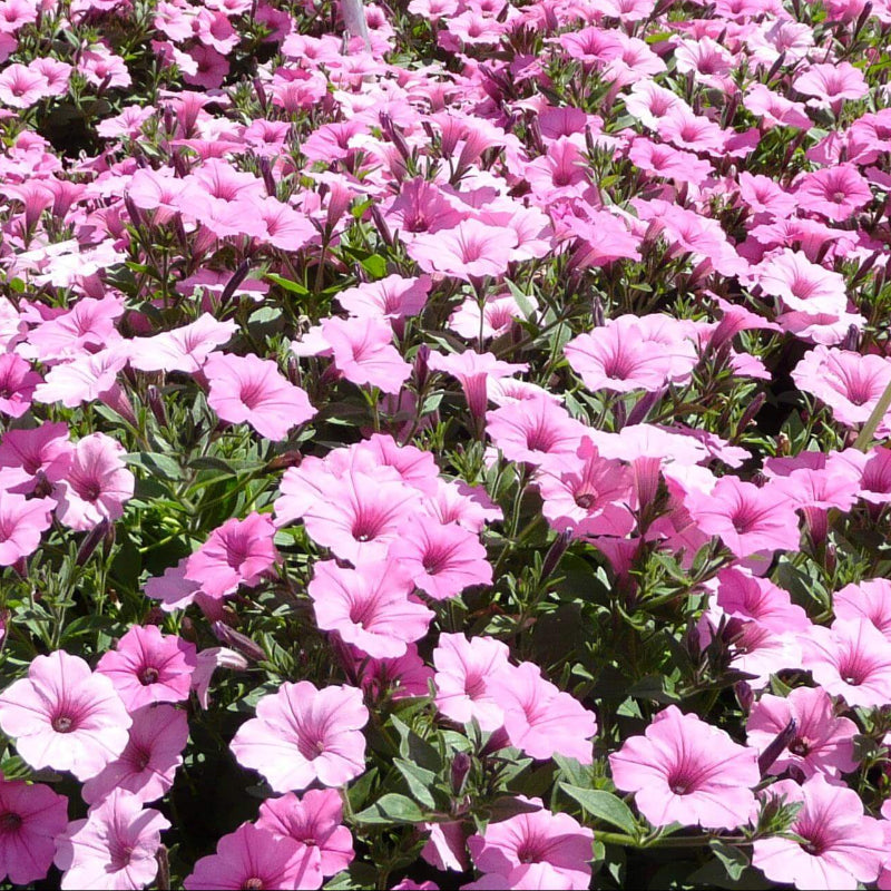 Bubblegum Petunias Seeds - Heirloom Flower Plant for Home Gardens