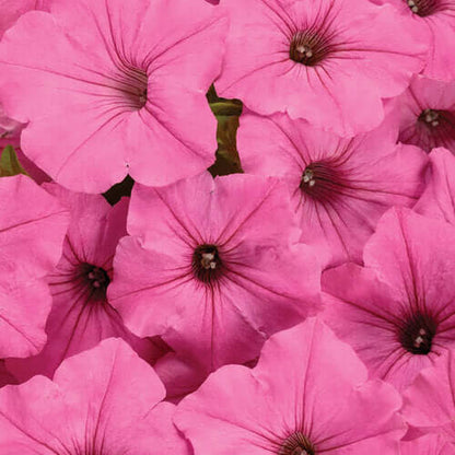 Bubblegum Petunias Seeds - Heirloom Flower Plant for Home Gardens