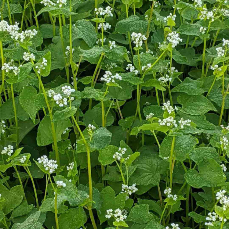 Buckwheat Seeds - Grain Plant Seeds for Home Gardens