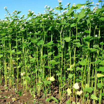 Buckwheat Seeds - Grain Plant Seeds for Home Gardens