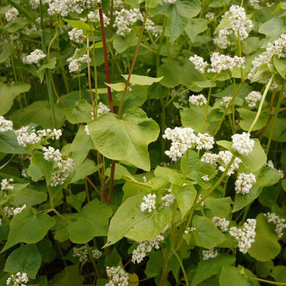 Buckwheat Seeds - Grain Plant Seeds for Home Gardens