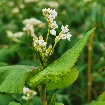 Buckwheat Seeds - Grain Plant Seeds for Home Gardens