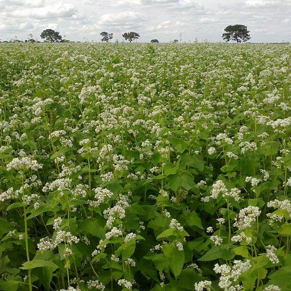 Buckwheat Seeds - Grain Plant Seeds for Home Gardens