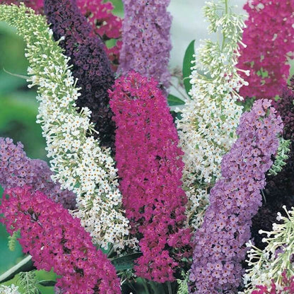 Buddleia Butterfly Bush seeds